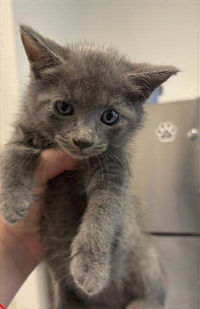 Photo of KITTEN 3