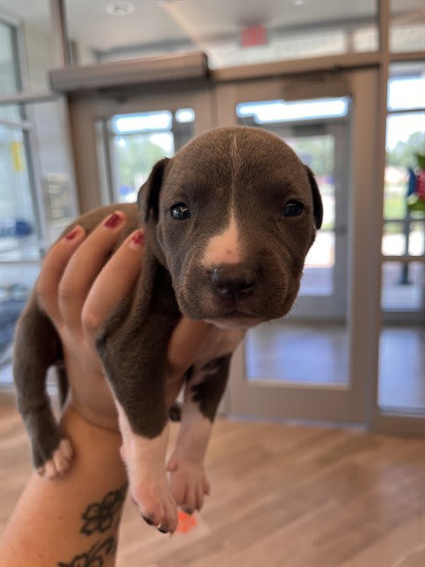 Photo of WAFFLE