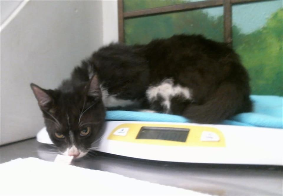 Photo of Cat