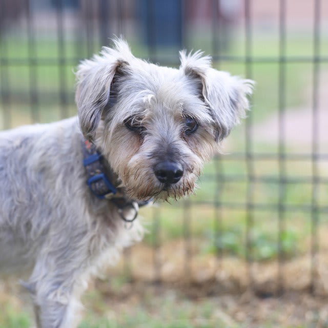Photo of ROVER