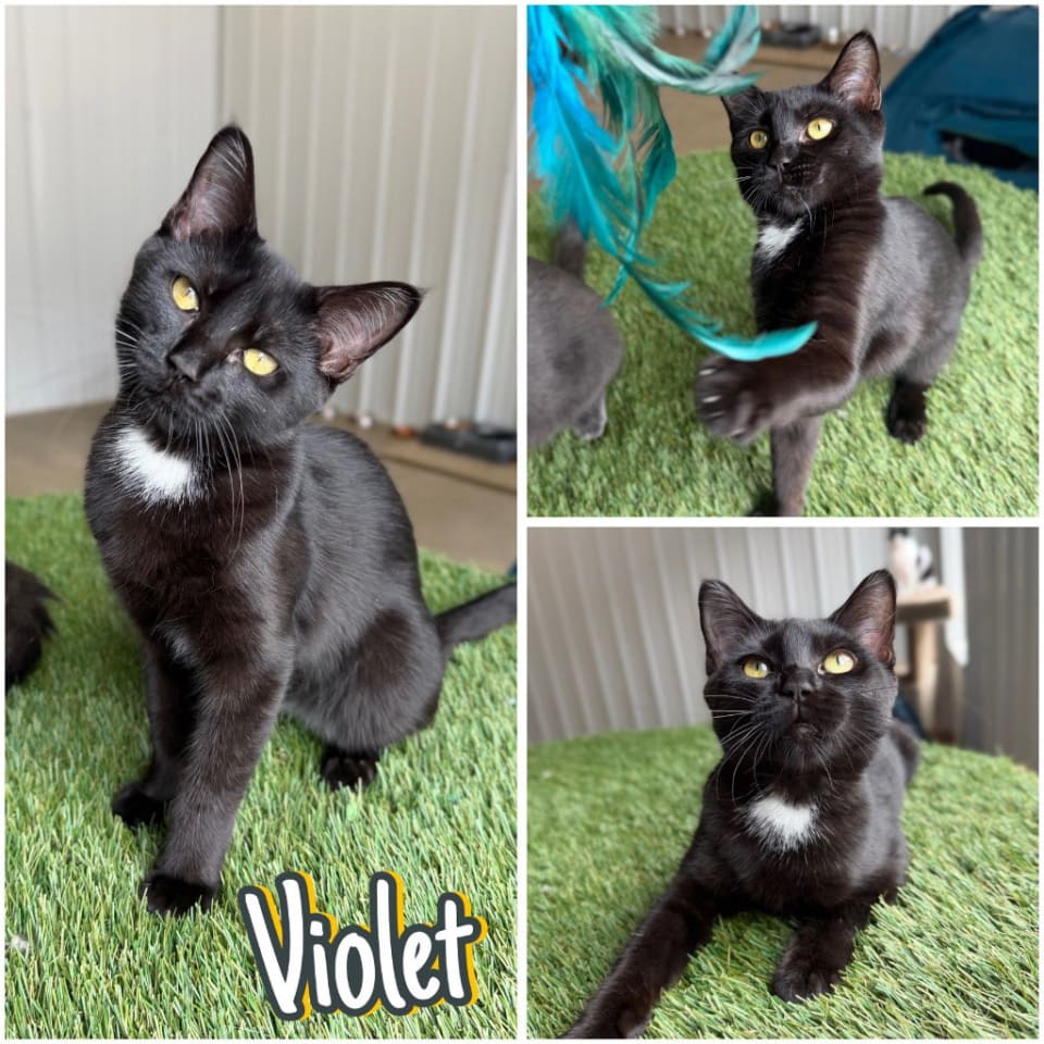 Photo of Violet