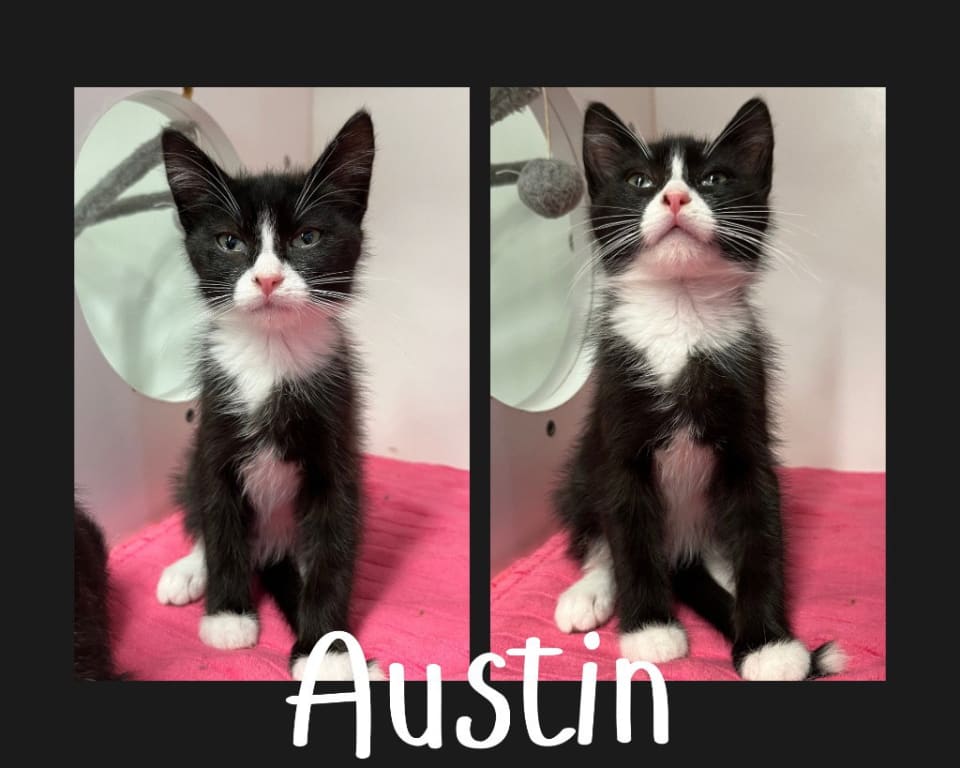 Photo of Austin