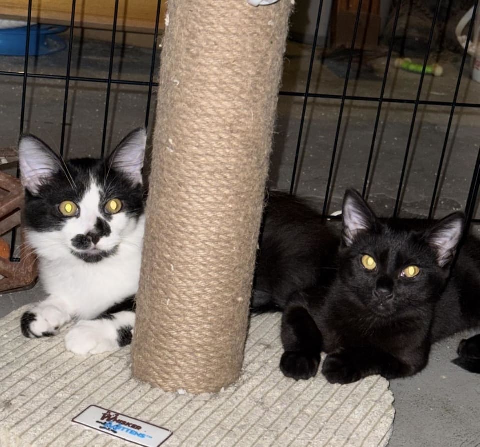 Photo of Nalia Jupiter (bonded w/ Chandler Moon)