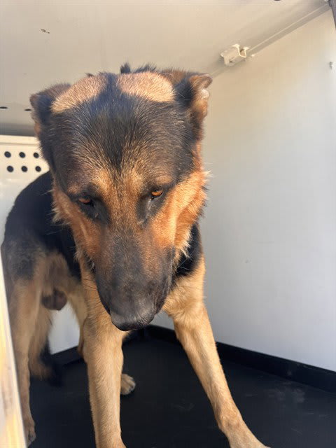 Photo of Dog