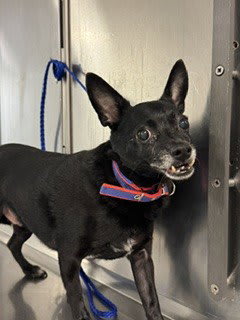 Photo of CHICO