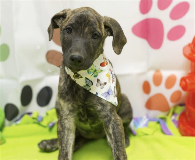 Photo of Dog