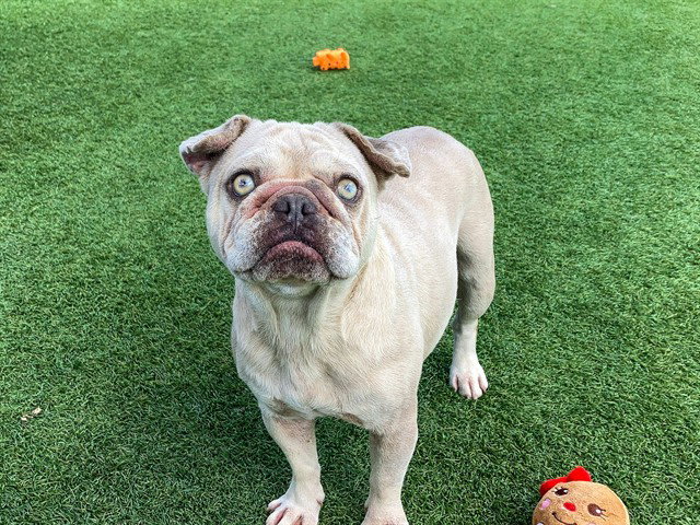 Photo of BOO