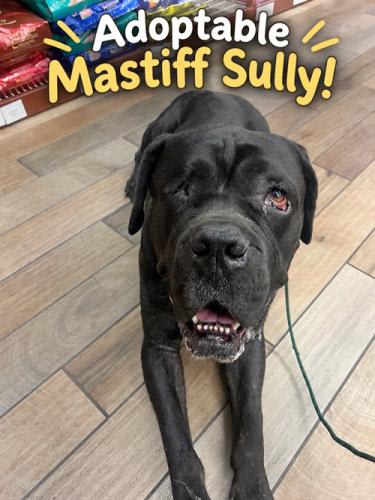 Photo of Sully