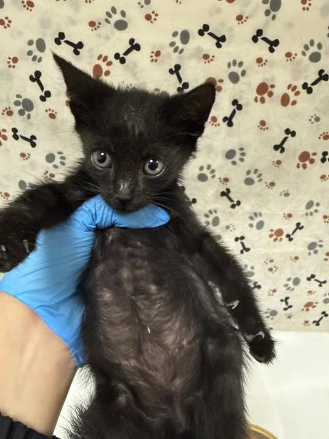 Photo of Cat