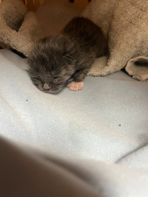 Photo of Cat