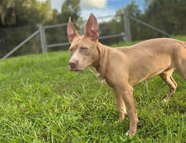Photo of JUNEBUG
