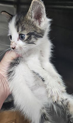 Photo of HERSHEY
