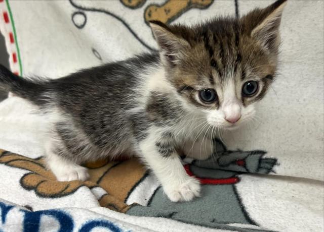 Photo of Cat