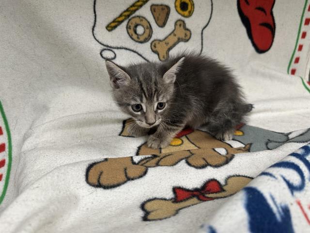 Photo of Cat