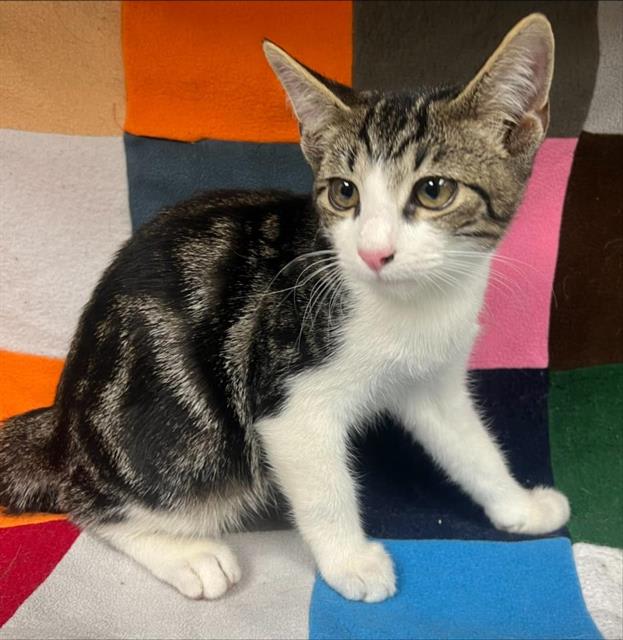 Photo of Cat