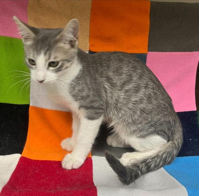 Photo of Cat