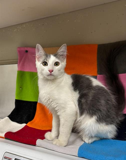 Photo of Cat