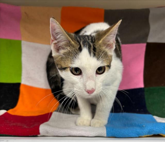 Photo of Cat