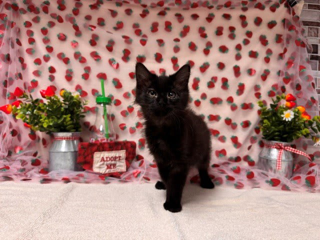 Photo of COCO