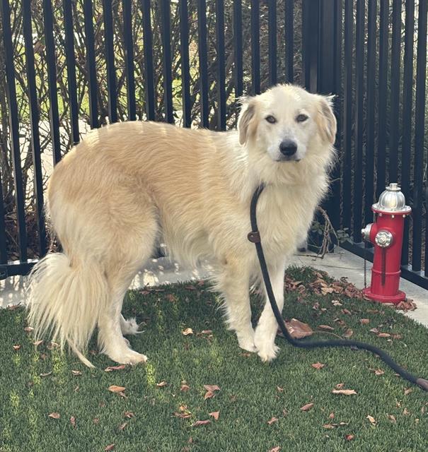 Photo of WILLOW