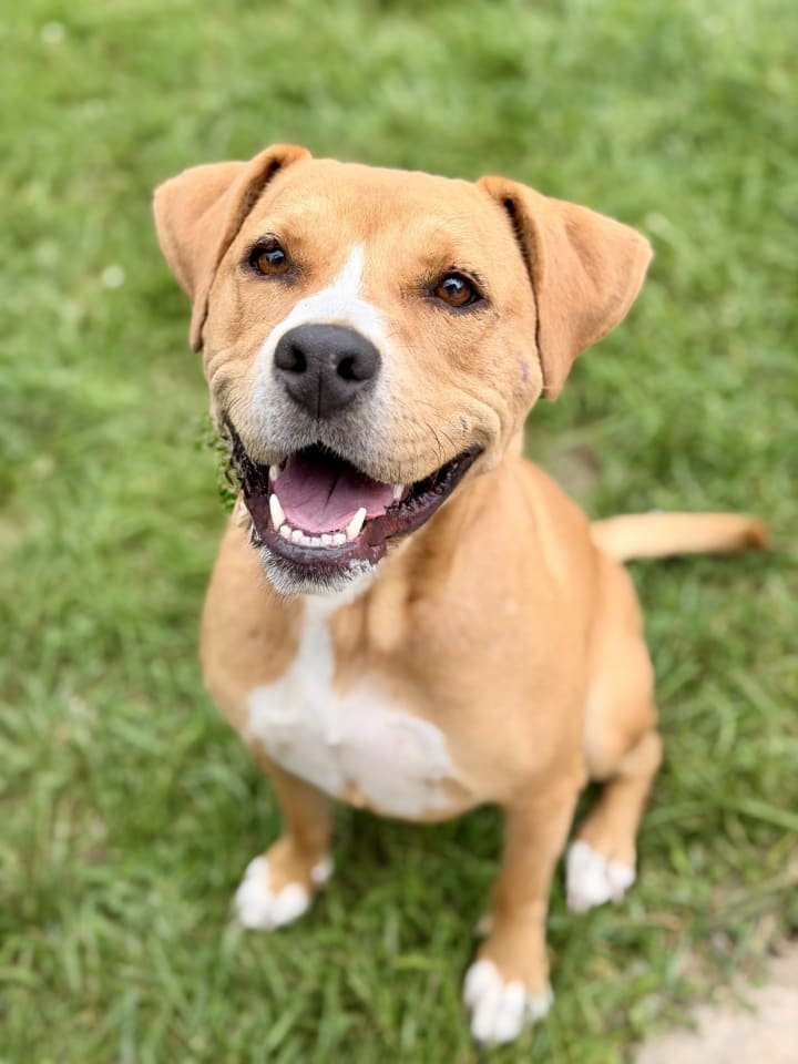 Photo of Cookie