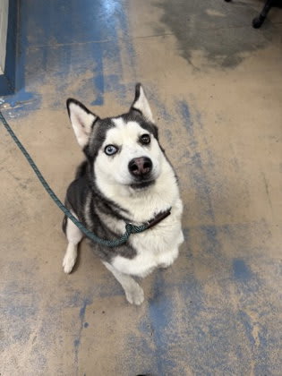 Photo of Luna