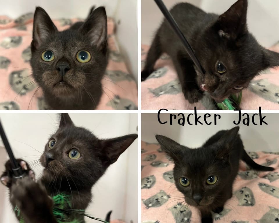 Photo of Cracker Jack
