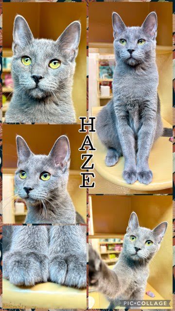 Photo of HAZE