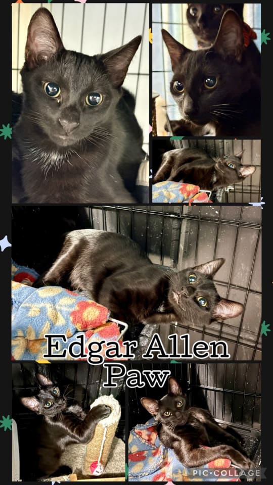 Photo of EDGAR ALLEN PAW