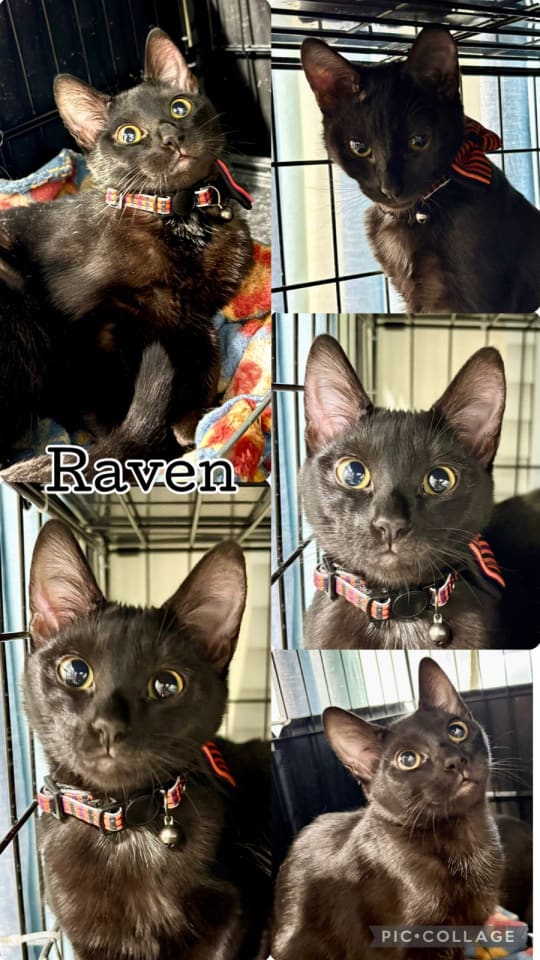 Photo of RAVEN