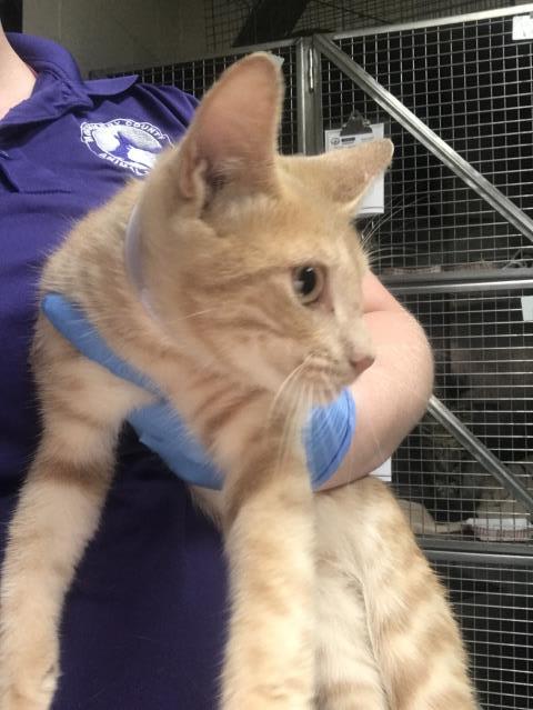 Photo of Cat