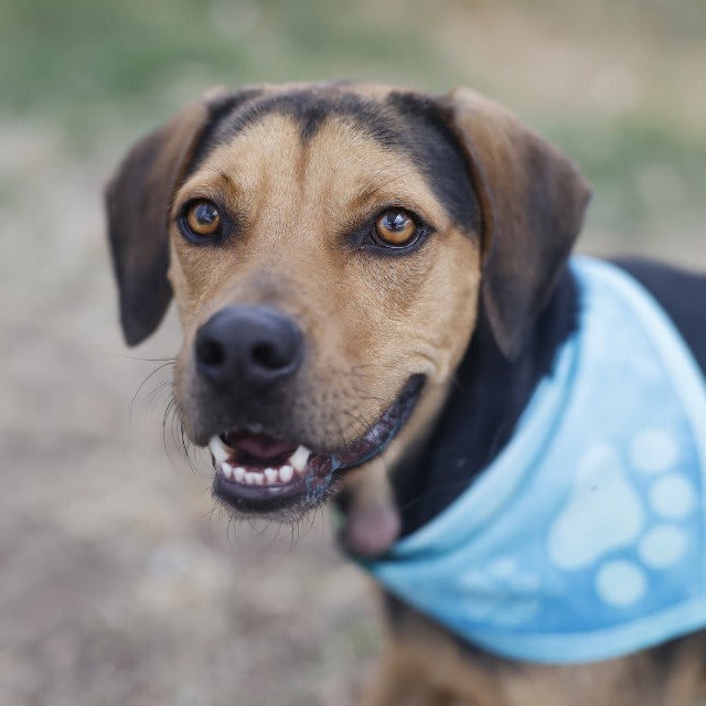 Photo of BRIGGS