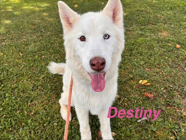 Photo of DESTINY