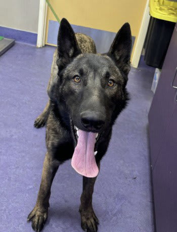 Photo of CHAMP