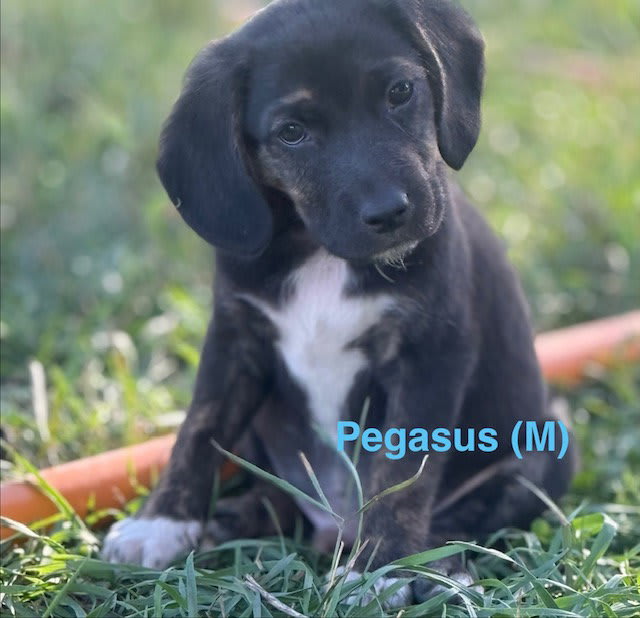 Photo of Pegasus