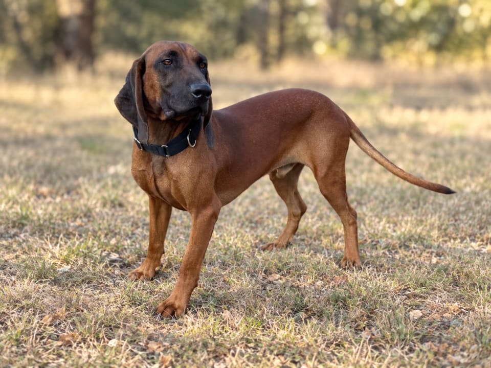 Photo of Cooper