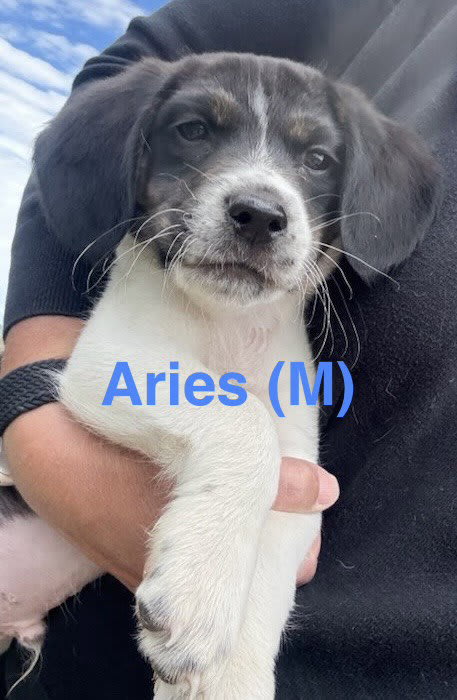 Photo of Aries