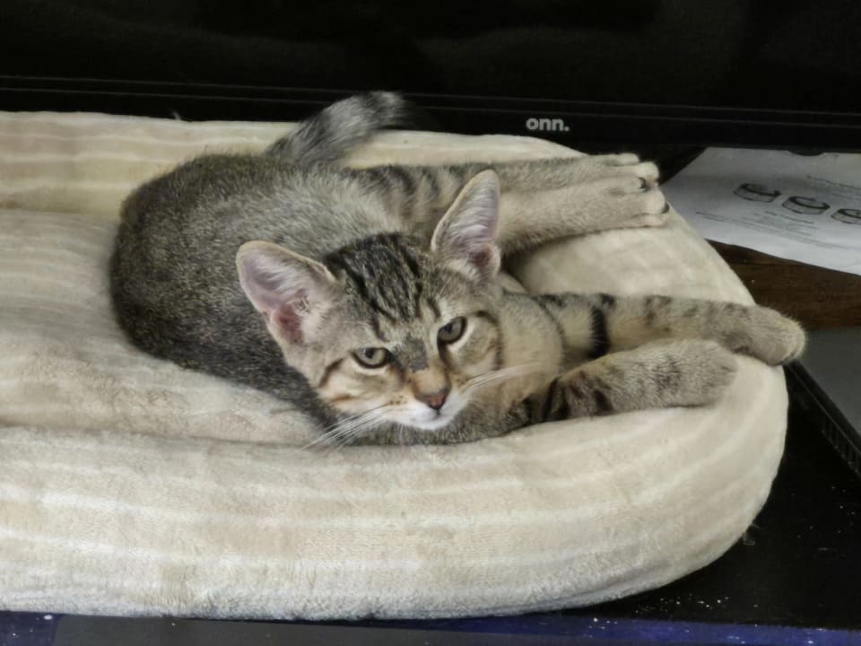 Photo of Nugget