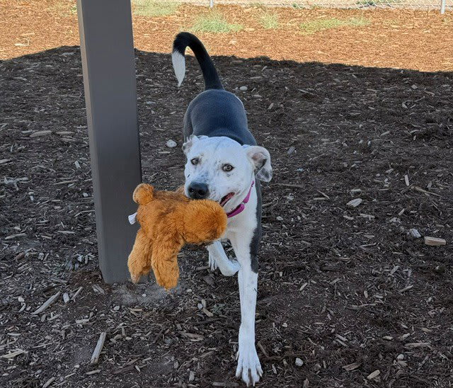 Photo of RANGER