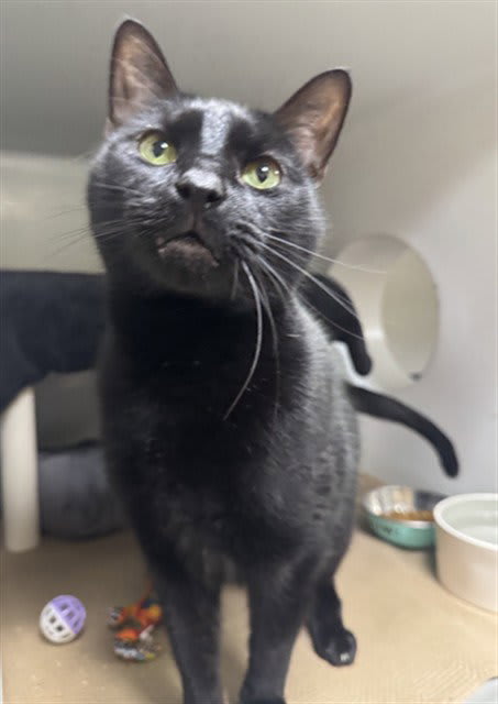 Photo of SALEM