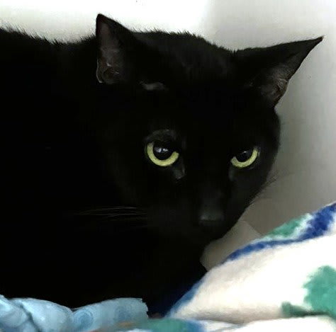 Photo of SALEM