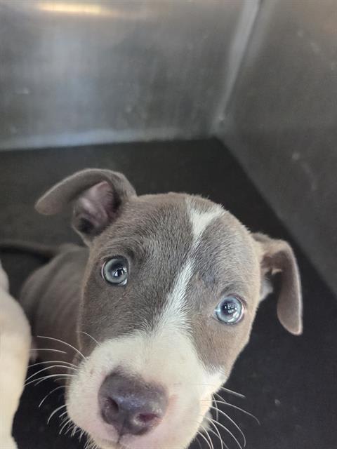 Photo of Dog