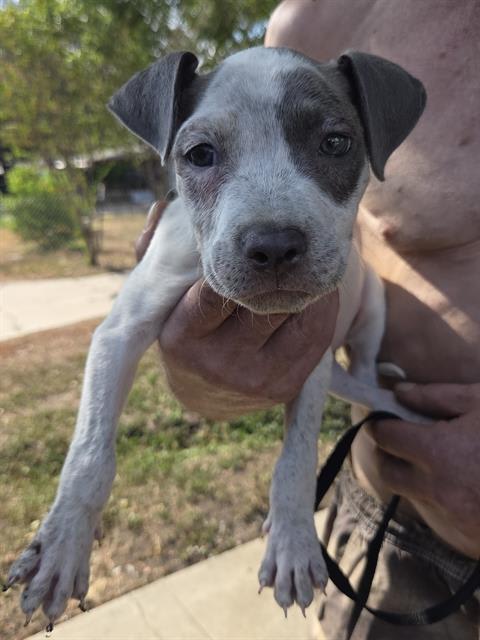 Photo of Dog