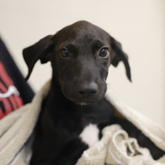 Photo of WINSTON