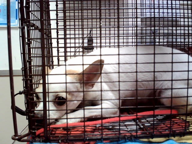 Photo of NINA GIRL