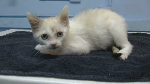 Photo of NUGGET
