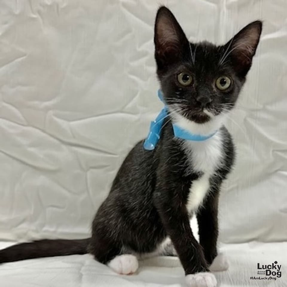 Photo of Loki