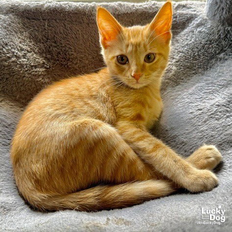 Photo of Dixie