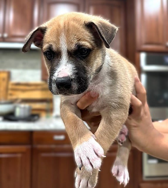 Photo of Dog