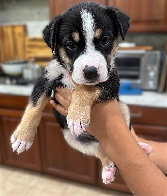 Photo of Dog